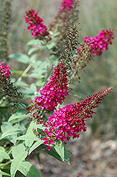 Butterfly Candy Li'l Raspberry Butterfly Bush (Buddleia davidii 'BotEx 006') at Lakeshore Garden Centres
