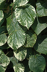 Whitewater Redbud (Cercis canadensis 'Whitewater') at Lakeshore Garden Centres