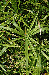 Dwarf Umbrella Plant (Cyperus albostriatus 'Nanus') at Lakeshore Garden Centres