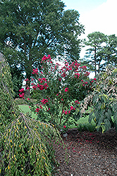 Pink Velour Crapemyrtle (Lagerstroemia indica 'Whit III') at Lakeshore Garden Centres