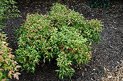 Pygmy Nandina (Nandina domestica 'Pygmaea') at Lakeshore Garden Centres