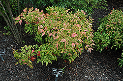 Okame Nandina (Nandina domestica 'Okame') at Lakeshore Garden Centres