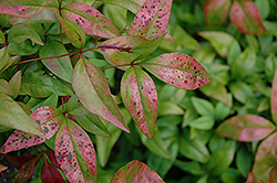 Okame Nandina (Nandina domestica 'Okame') at Lakeshore Garden Centres