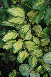 Coastal Gold Silverberry (Elaeagnus x ebbingei 'Coastal Gold') at Lakeshore Garden Centres