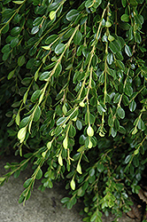 Unraveled Boxwood (Buxus sempervirens 'Unraveled') at Lakeshore Garden Centres