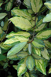 Gold Splash Silverberry (Elaeagnus x ebbingei 'Lannou') at Lakeshore Garden Centres