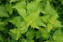 Hint Of Gold Caryopteris (Caryopteris x clandonensis 'Lisaura') at Lakeshore Garden Centres