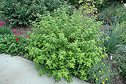 Hint Of Gold Caryopteris (Caryopteris x clandonensis 'Lisaura') at Lakeshore Garden Centres