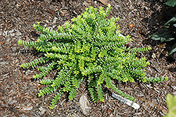 Ophelia Box Honeysuckle (Lonicera nitida 'Briliame') at Lakeshore Garden Centres