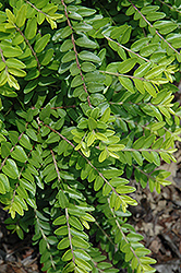 Ophelia Box Honeysuckle (Lonicera nitida 'Briliame') at Lakeshore Garden Centres