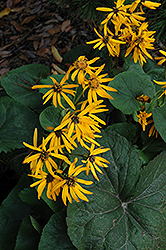 Hodgson's Leopard Plant (Ligularia hodgsonii) at Lakeshore Garden Centres
