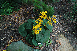 Hodgson's Leopard Plant (Ligularia hodgsonii) at Lakeshore Garden Centres
