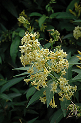 Willow-leaved Cestrum (Cestrum parqui) at Lakeshore Garden Centres
