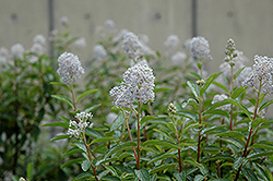 Henri Desfosse California Lilac (Ceanothus x delilianus 'Henri Desfosse') at Lakeshore Garden Centres