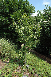 Chase Manhattan Ginkgo (Ginkgo biloba 'Chase Manhattan') at Lakeshore Garden Centres