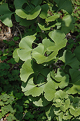 Chase Manhattan Ginkgo (Ginkgo biloba 'Chase Manhattan') at Lakeshore Garden Centres