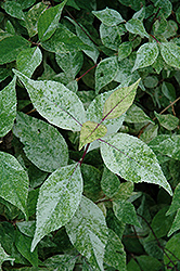 Wine Spritzer Japanese Beautyberry (Callicarpa japonica 'Shiji Murasaki') at Lakeshore Garden Centres