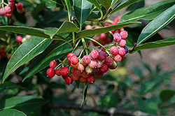 Narrowleaf Viburnum (Viburnum nudum 'Angustifolium') at Lakeshore Garden Centres