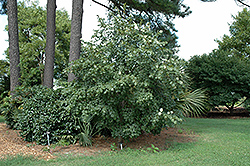 Chinese Lime (Tilia oliveri) at Lakeshore Garden Centres