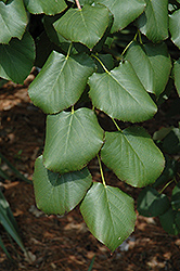 Chinese Lime (Tilia oliveri) at Lakeshore Garden Centres