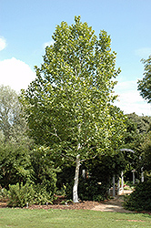 Variegated London Planetree (Platanus x hispanica 'Suttneri') at Lakeshore Garden Centres