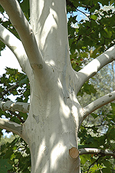 Variegated London Planetree (Platanus x hispanica 'Suttneri') at Lakeshore Garden Centres