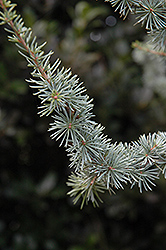 Argentea Fastigiata Atlas Cedar (Cedrus atlantica 'Argentea Fastigiata') at Lakeshore Garden Centres