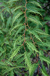Silver Lace Japanese Hornbeam (Carpinus japonica 'Silver Lace') at Lakeshore Garden Centres