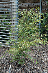 Silver Lace Japanese Hornbeam (Carpinus japonica 'Silver Lace') at Lakeshore Garden Centres