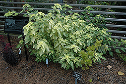 Kogane Mushi Japanese False Nettle (Boehmeria nipononivea 'Kogane Mushi') at Lakeshore Garden Centres