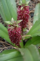 Mini Tuft Red Pineapple Lily (Eucomis 'Mini Tuft Red') at Lakeshore Garden Centres