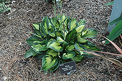 Eternal Flame Hosta (Hosta 'Eternal Flame') at Lakeshore Garden Centres