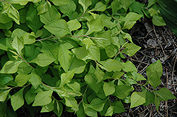 My Love Plumbago (Ceratostigma plumbaginoides 'My Love') at Lakeshore Garden Centres