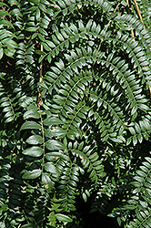 Emerald Cascade Honeylocust (Gleditsia triacanthos 'Emerald Cascade') at Lakeshore Garden Centres