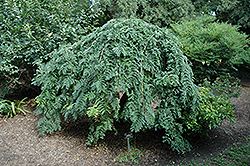 Emerald Cascade Honeylocust (Gleditsia triacanthos 'Emerald Cascade') at Lakeshore Garden Centres