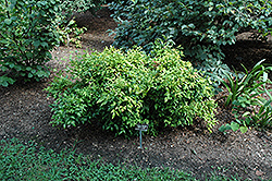 Wood's Dwarf Nandina (Nandina domestica 'Wood's Dwarf') at Lakeshore Garden Centres