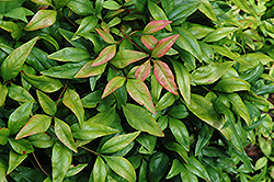 Wood's Dwarf Nandina (Nandina domestica 'Wood's Dwarf') at Lakeshore Garden Centres