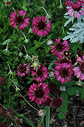 Grape Sensation Blanket Flower (Gaillardia aestivalis 'Grape Sensation') at Lakeshore Garden Centres