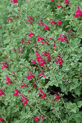 San Carlos Festival Sage (Salvia microphylla 'San Carlos Festival') at Lakeshore Garden Centres