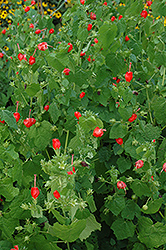 Turk's Cap (Malvaviscus arboreus var. drummondii) at Lakeshore Garden Centres
