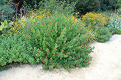 Turk's Cap (Malvaviscus arboreus var. drummondii) at Lakeshore Garden Centres