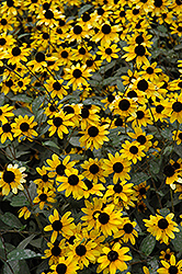 Brown Eyed Susan (Rudbeckia triloba) at Lakeshore Garden Centres