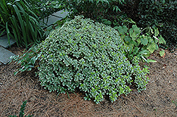 Turner's Dwarf Mock Orange (Pittosporum tobira 'Turner's Dwarf') at Lakeshore Garden Centres