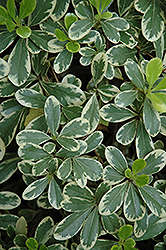 Turner's Dwarf Mock Orange (Pittosporum tobira 'Turner's Dwarf') at Lakeshore Garden Centres