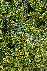 Sunburst Variegated Korean Boxwood (Buxus sinica 'Sunburst') at Lakeshore Garden Centres