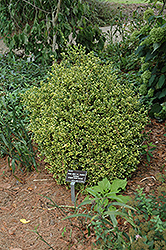 Sunburst Variegated Korean Boxwood (Buxus sinica 'Sunburst') at Lakeshore Garden Centres