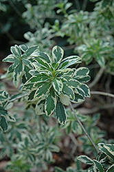 Variegated Chinese Mock Orange (Pittosporum heterophyllum 'Variegatum') at Lakeshore Garden Centres