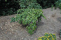 White Lightning Weeping Beech (Fagus grandifolia 'White Lightning') at Lakeshore Garden Centres