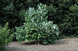 Bigleaf Magnolia (Magnolia macrophylla) at Lakeshore Garden Centres