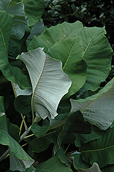 Bigleaf Magnolia (Magnolia macrophylla) at Lakeshore Garden Centres